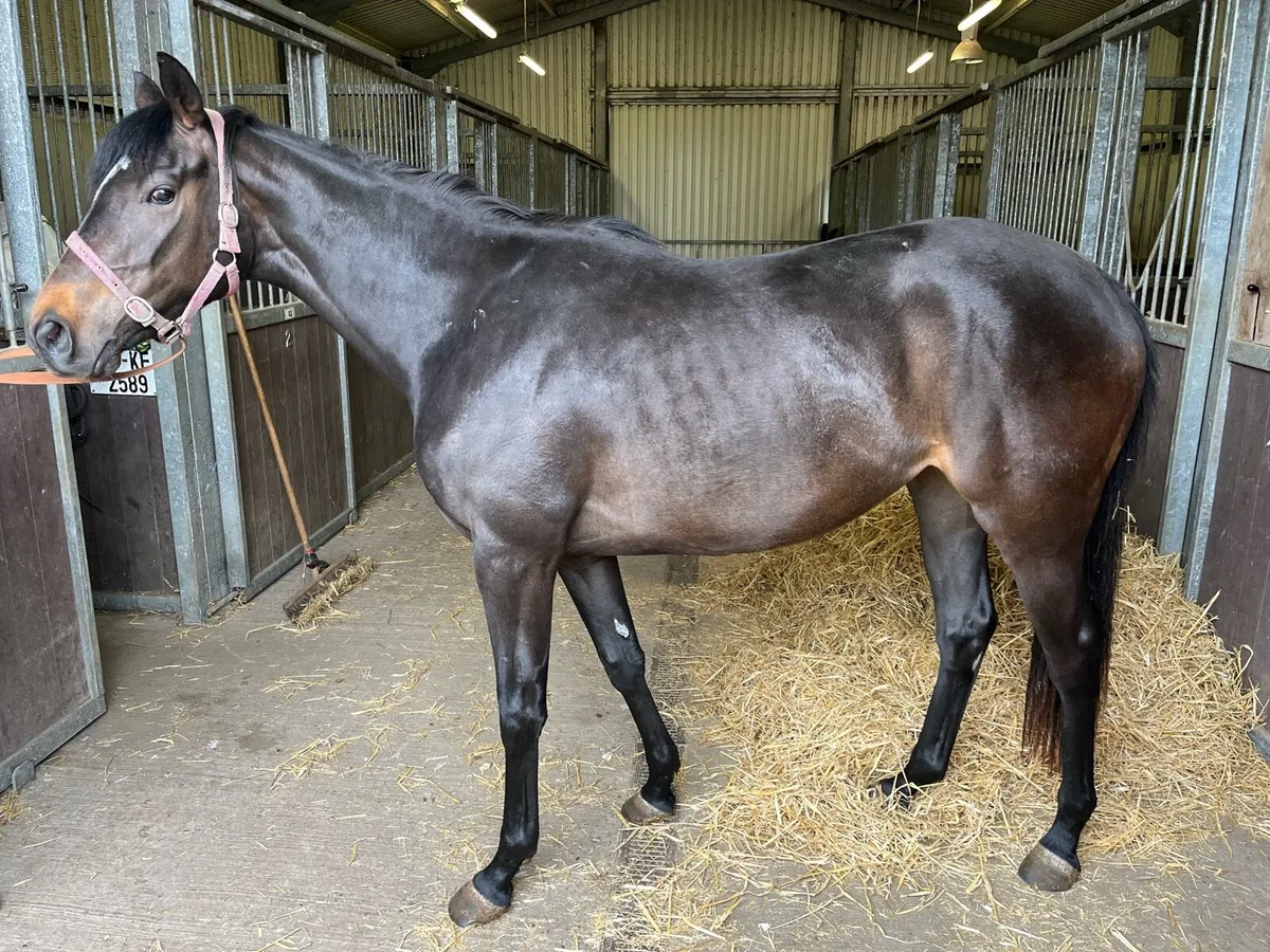 Harzand 3y/o Tb bay filly - Image 1