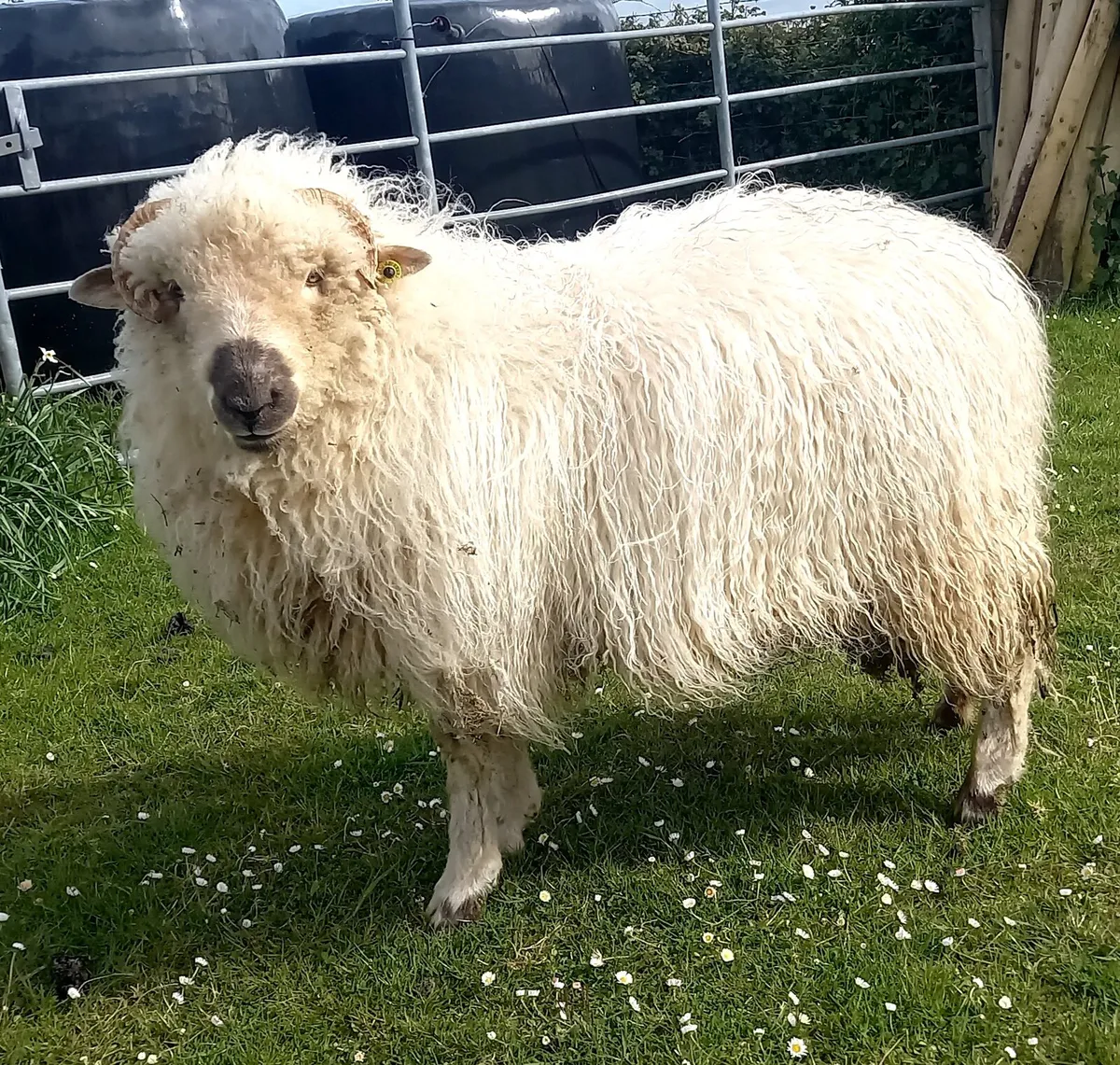 VALAIS BLACKNOSE  CROSS  DOREST - Image 1