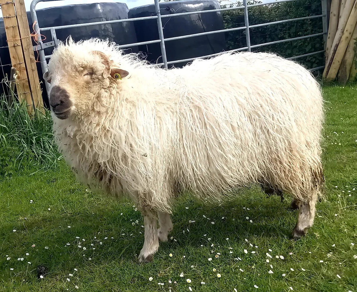 VALAIS BLACKNOSE  CROSS  DOREST - Image 2