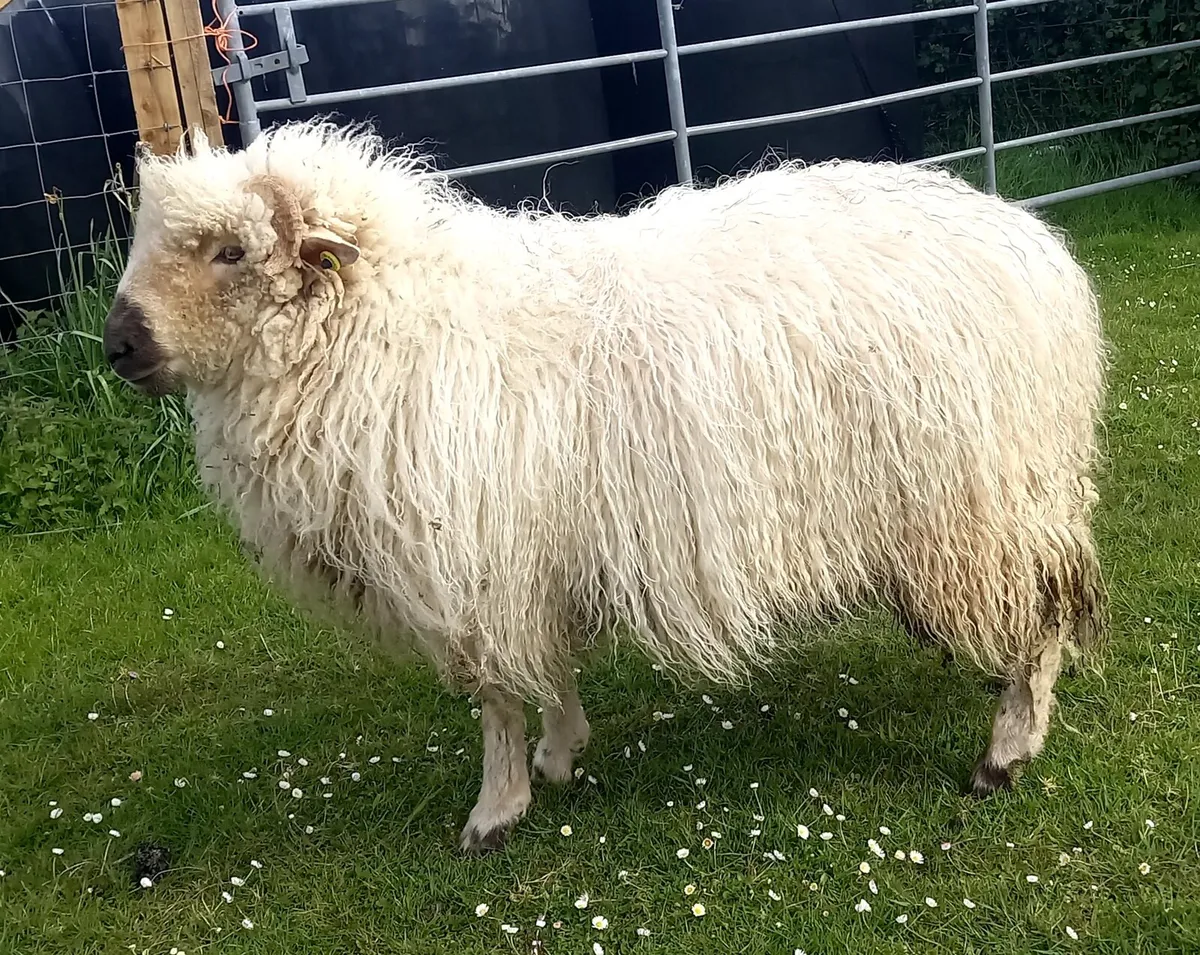 VALAIS BLACKNOSE  CROSS  DOREST - Image 3