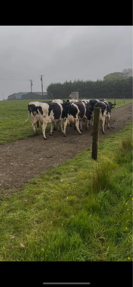 calved heifers - Image 1