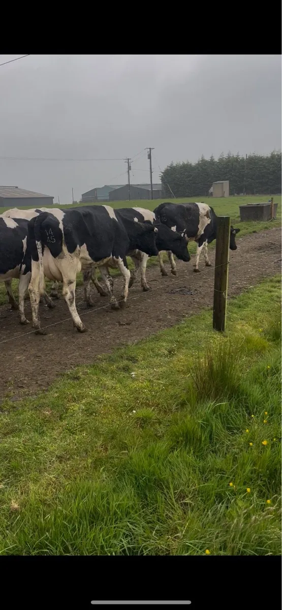calved heifers - Image 2