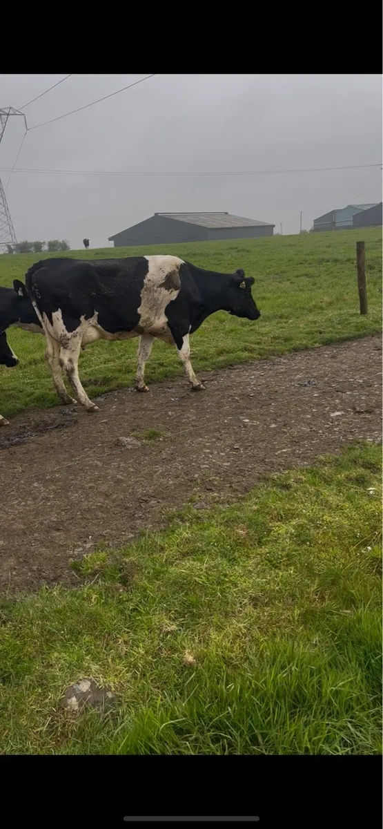 calved heifers - Image 3