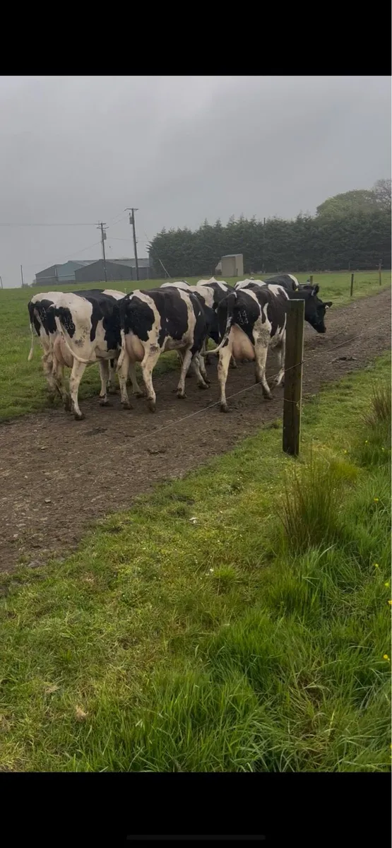 calved heifers - Image 4
