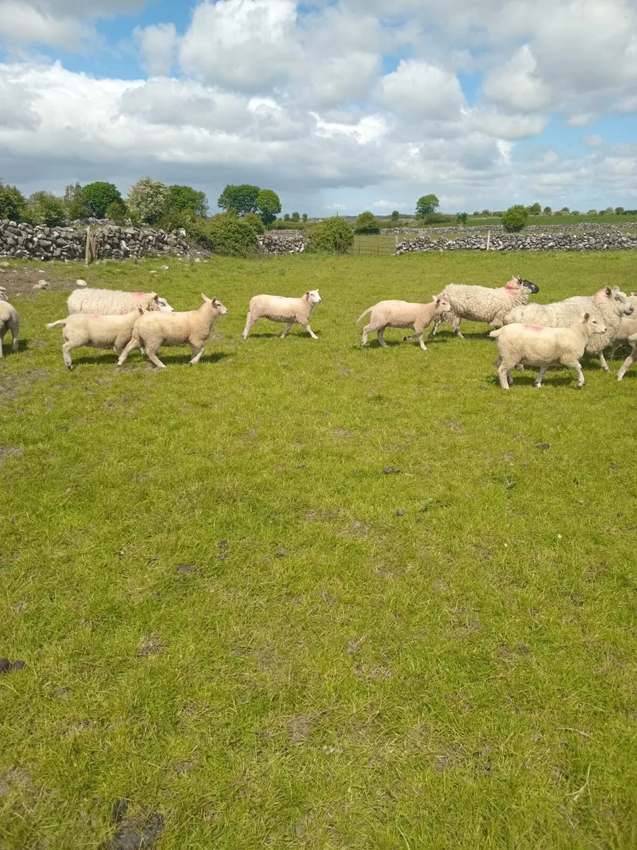 Organic Ewe Lambs - Image 1