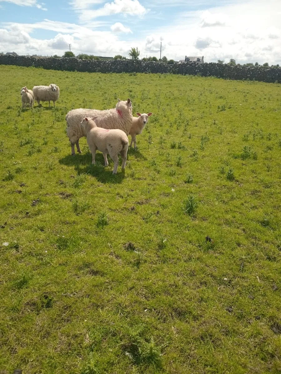 Organic Ewe Lambs - Image 3