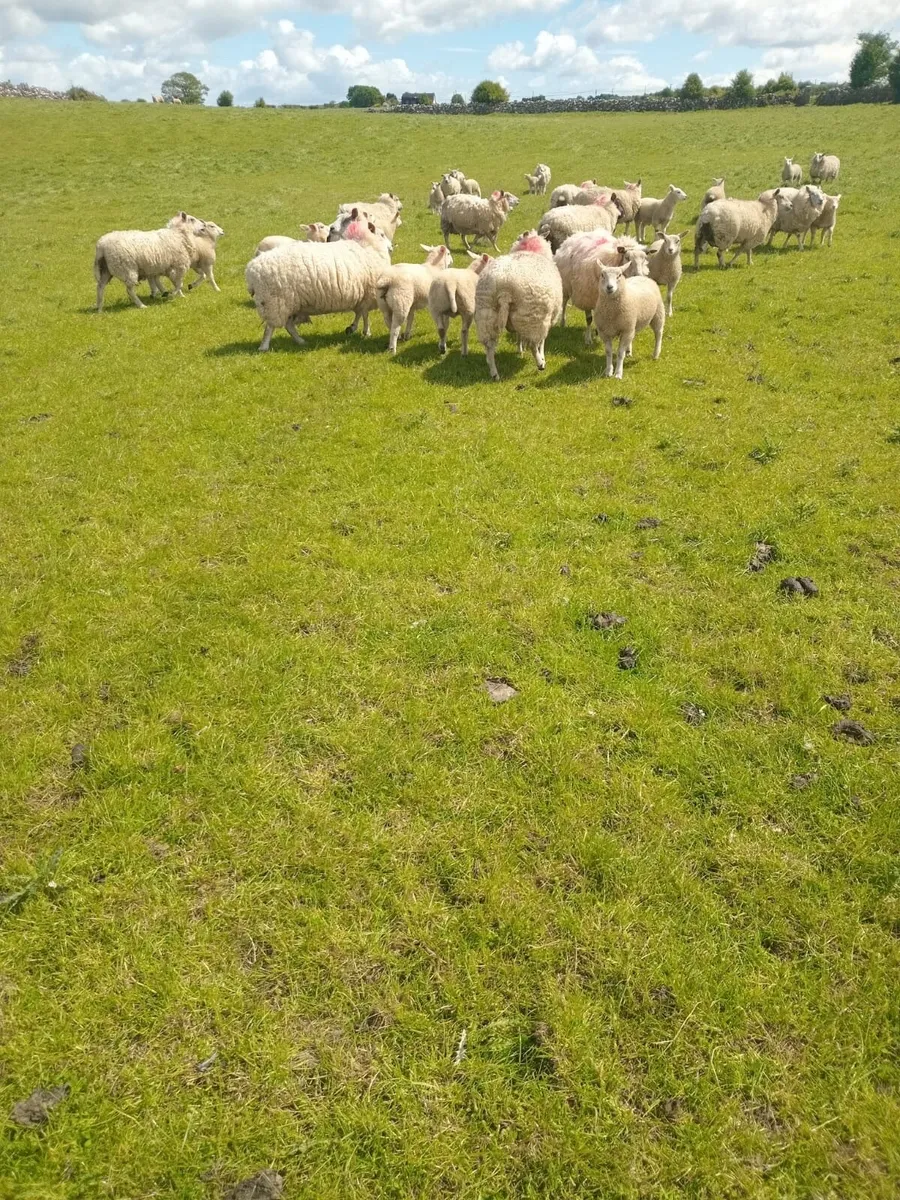 Organic Ewe Lambs - Image 4