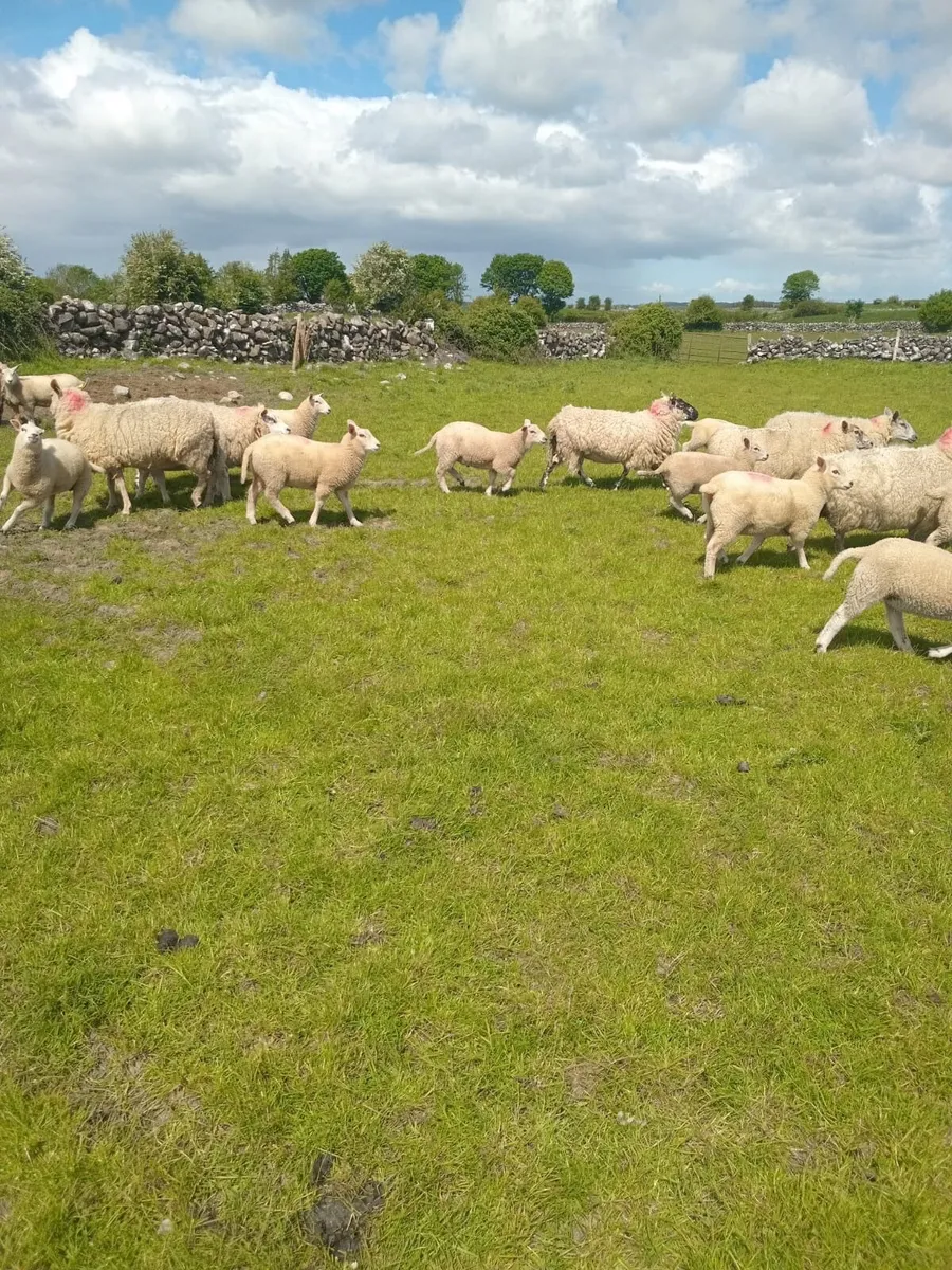 Organic Ewe Lambs - Image 2