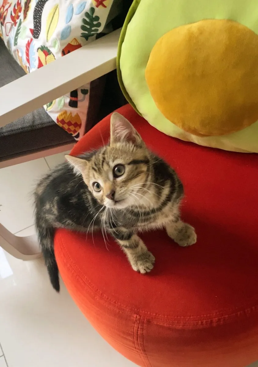 🐾 Adorable Kitten Boy Looking for a Loving Home - Image 1