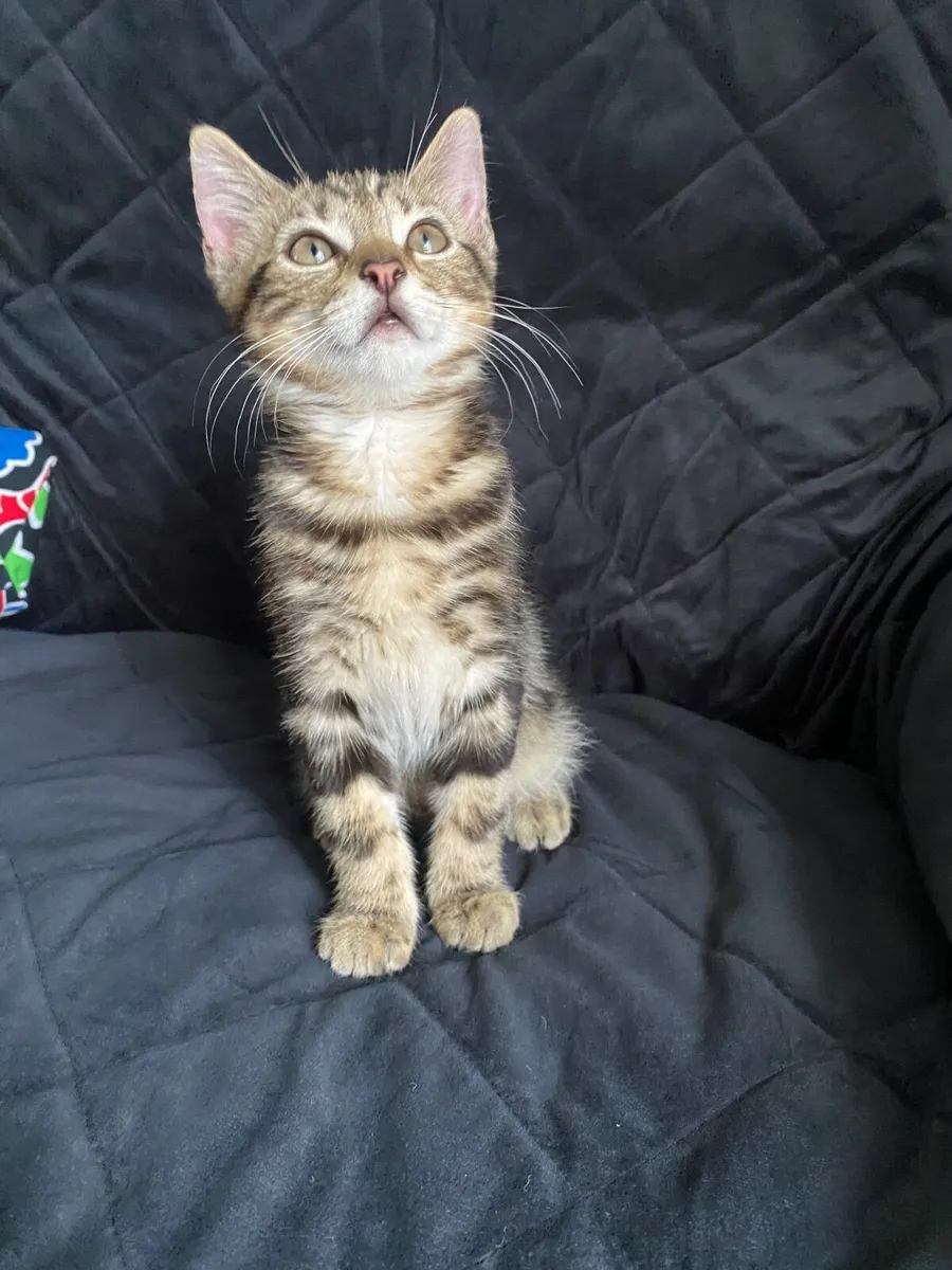 🐾 Adorable Kitten Boy Looking for a Loving Home - Image 2