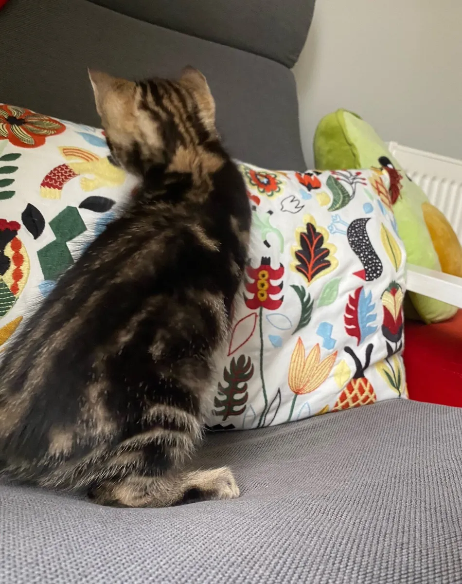 🐾 Adorable Kitten Boy Looking for a Loving Home - Image 4