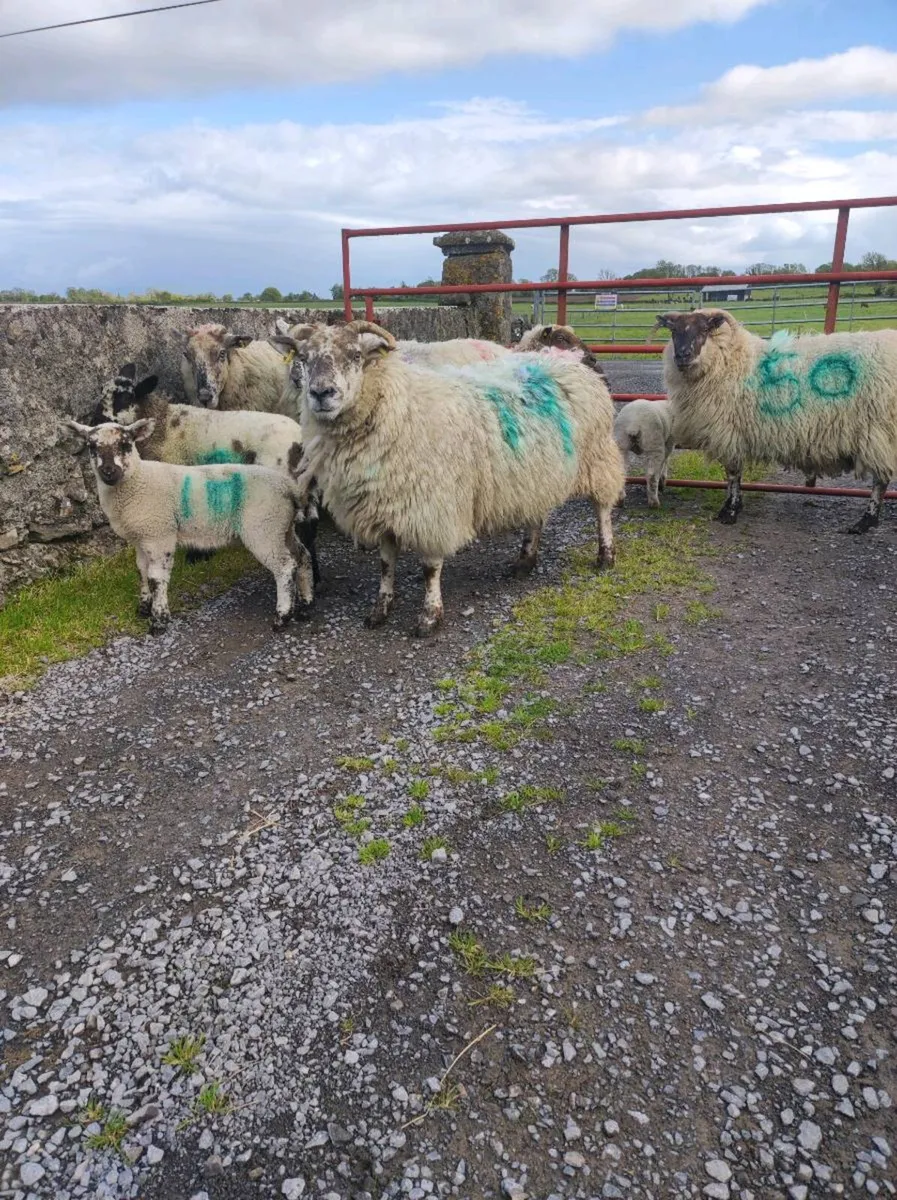 Ewes with lambs - Image 1