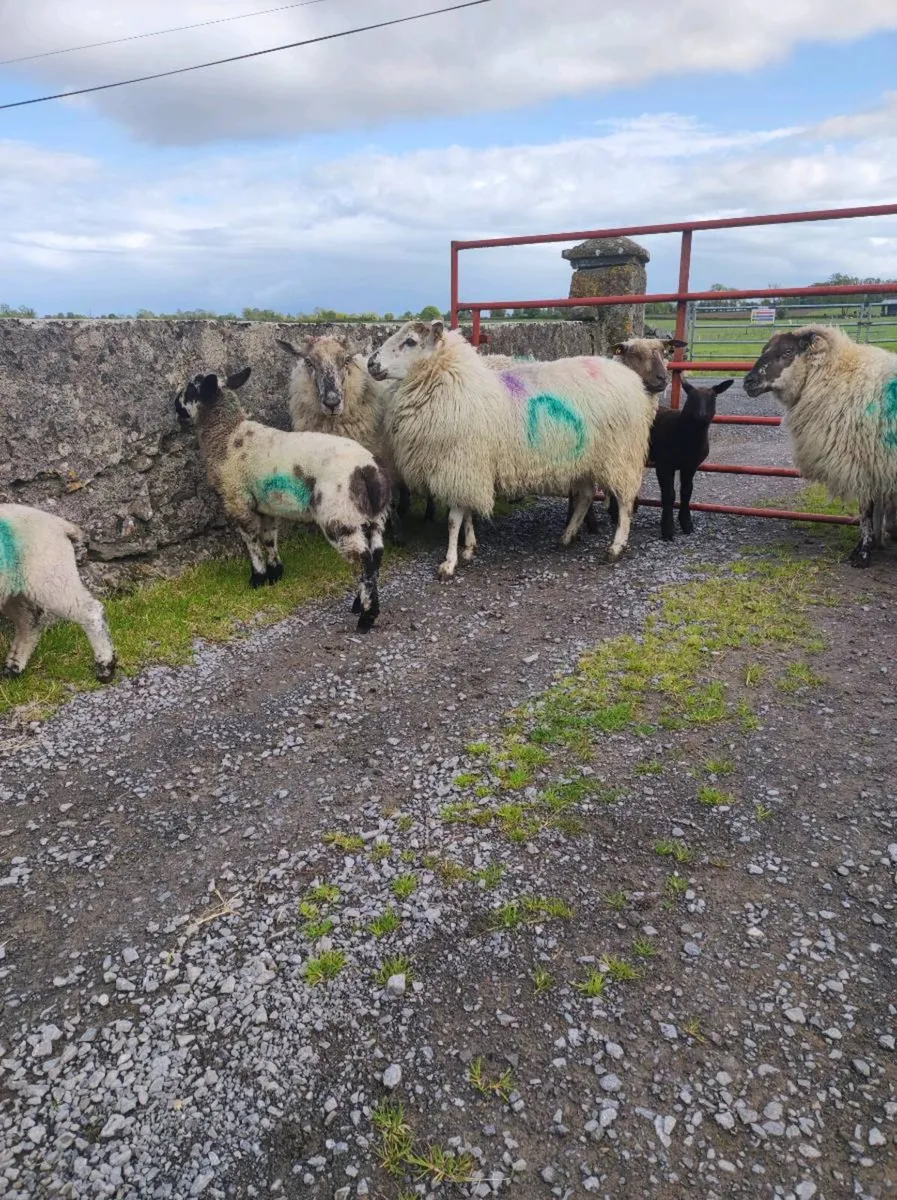Ewes with lambs - Image 2