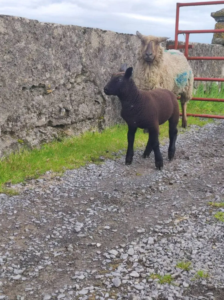 Ewes with lambs - Image 3