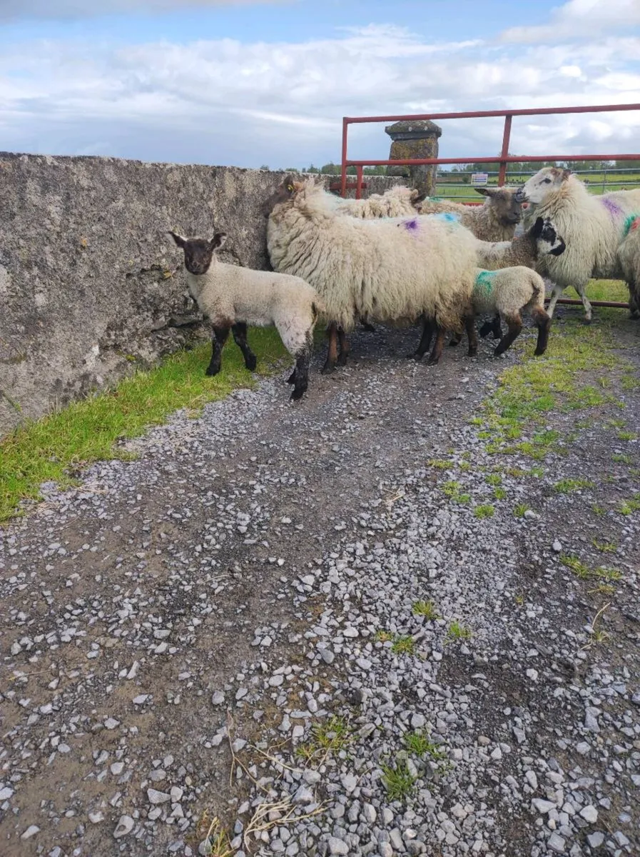 Ewes with lambs - Image 4