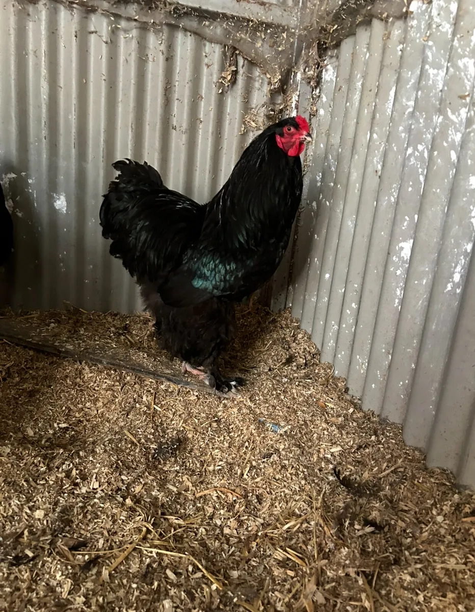 black brahma breeding group - Image 1