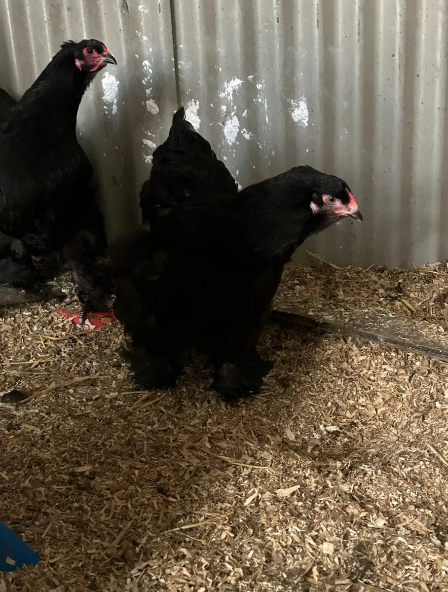 black brahma breeding group - Image 2