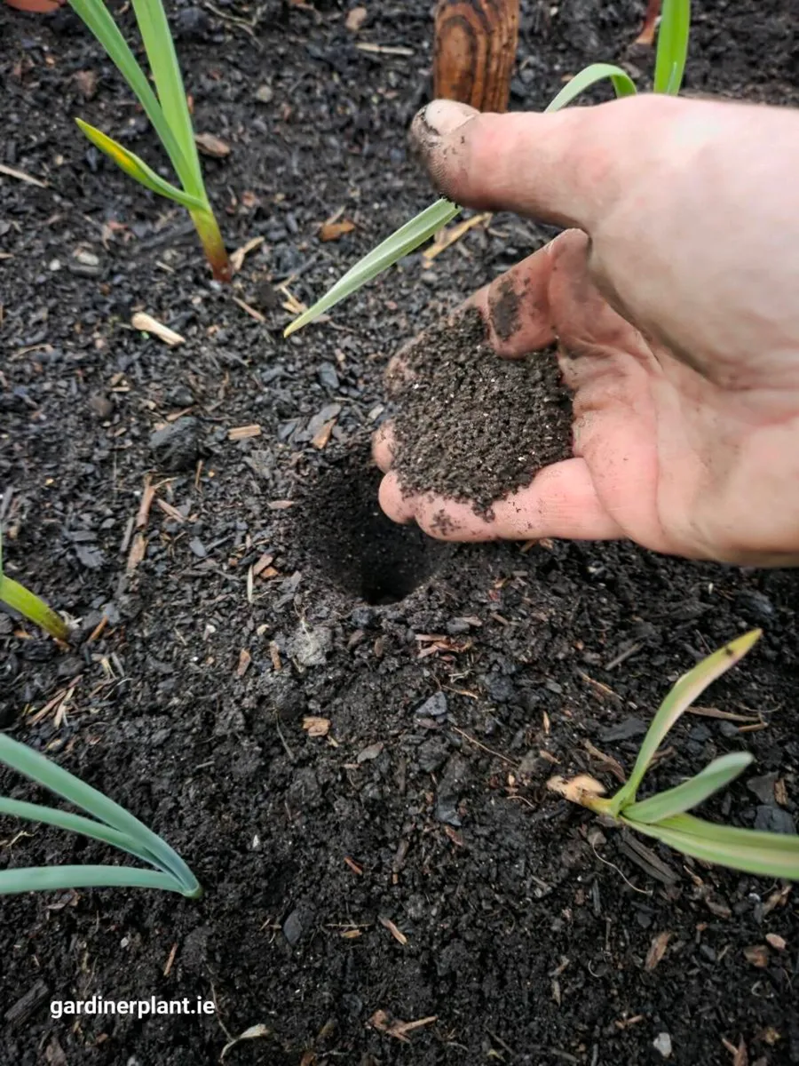 Worm Tea and Compost - Image 3