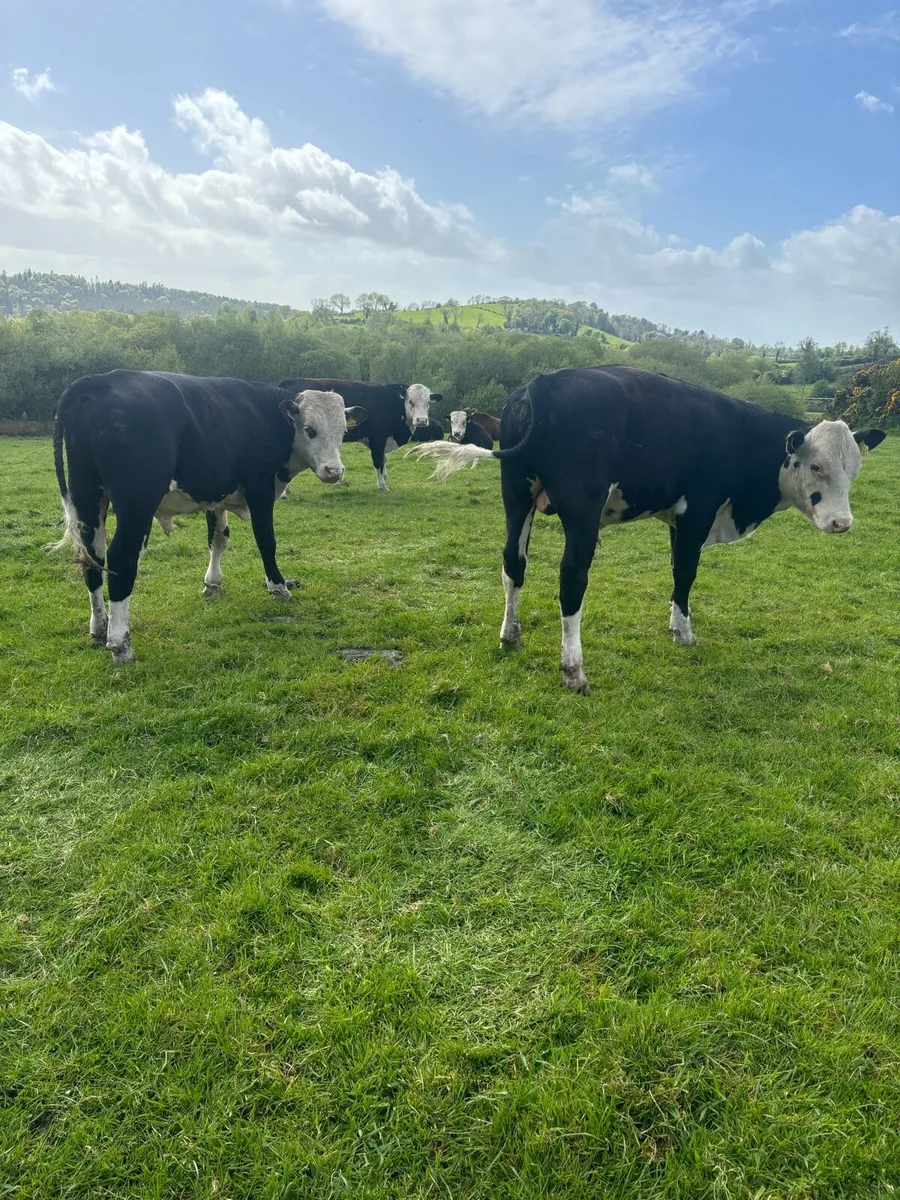 18 smashing Hereford bulls - Image 1