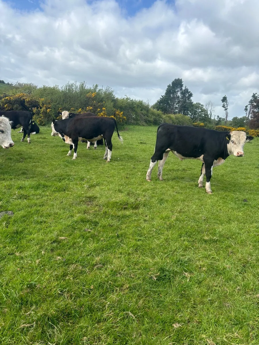 18 smashing Hereford bulls - Image 2