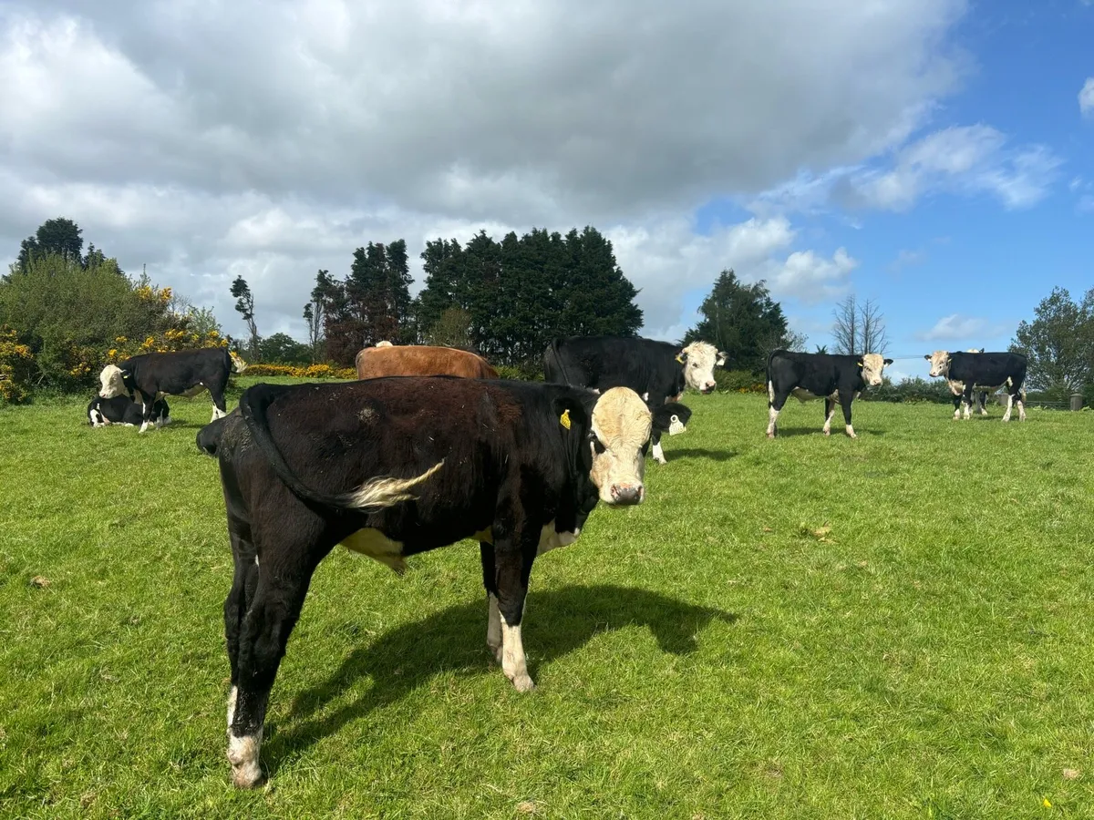 18 smashing Hereford bulls - Image 3