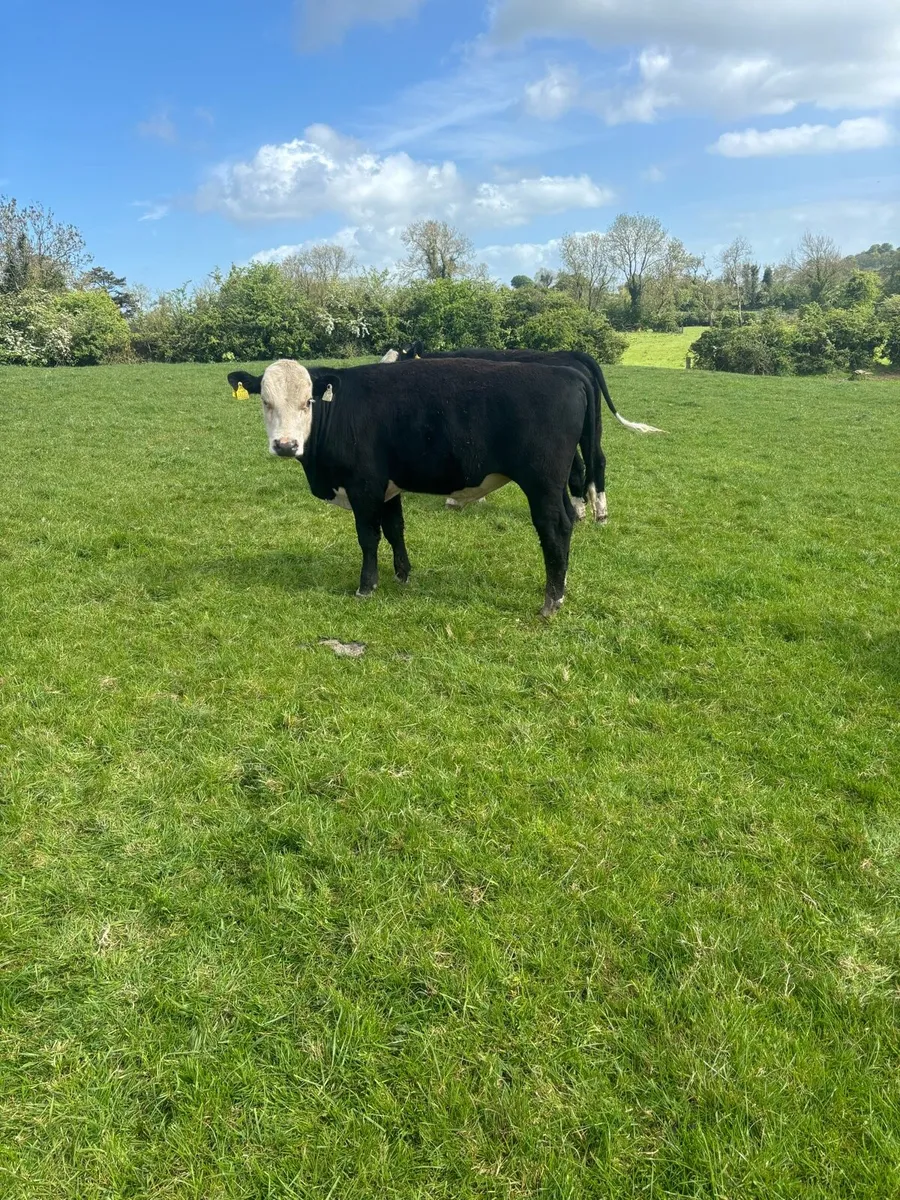 18 smashing Hereford bulls - Image 4