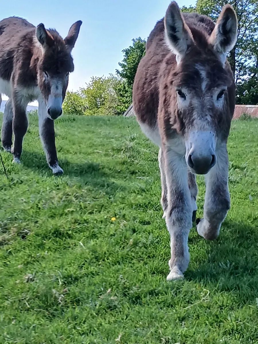 2 year old chestnut donkey - Image 4
