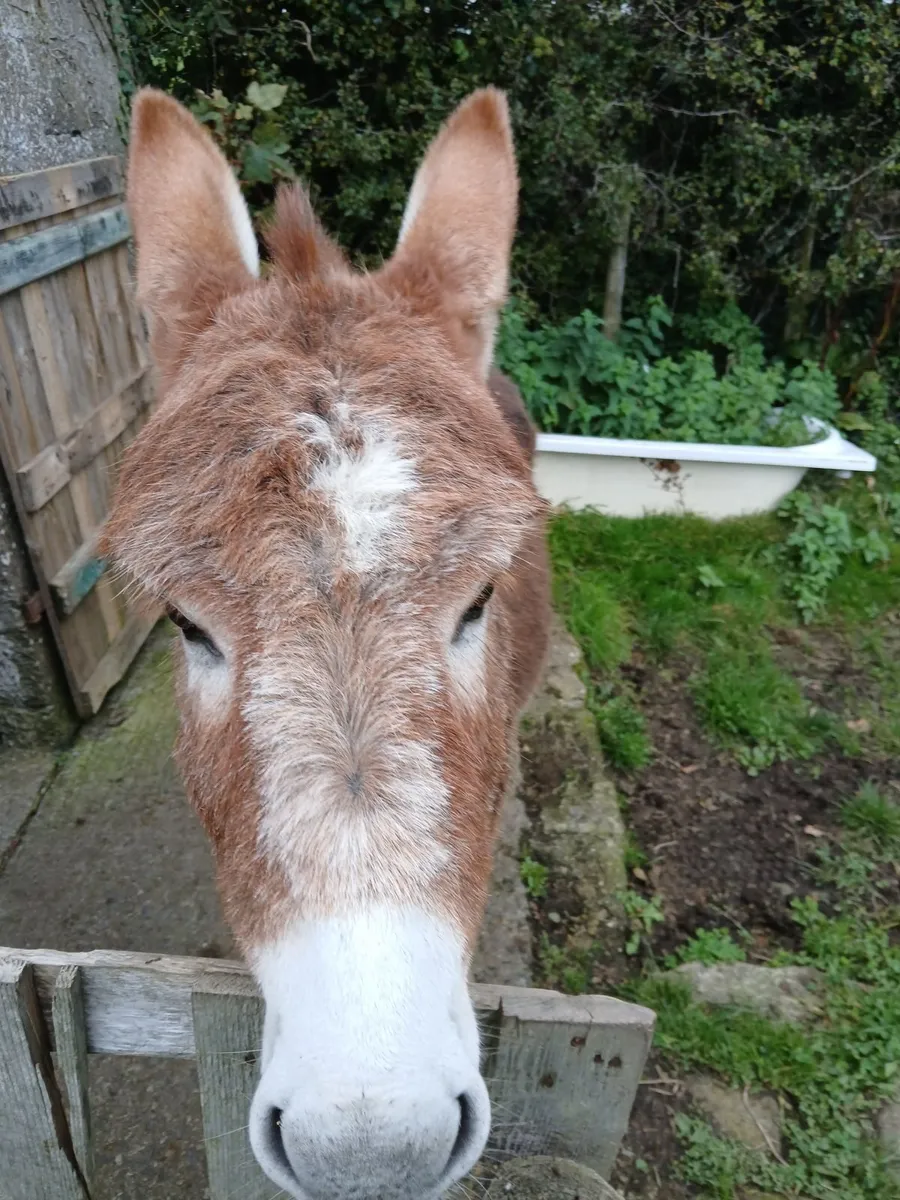 2 year old chestnut donkey - Image 3