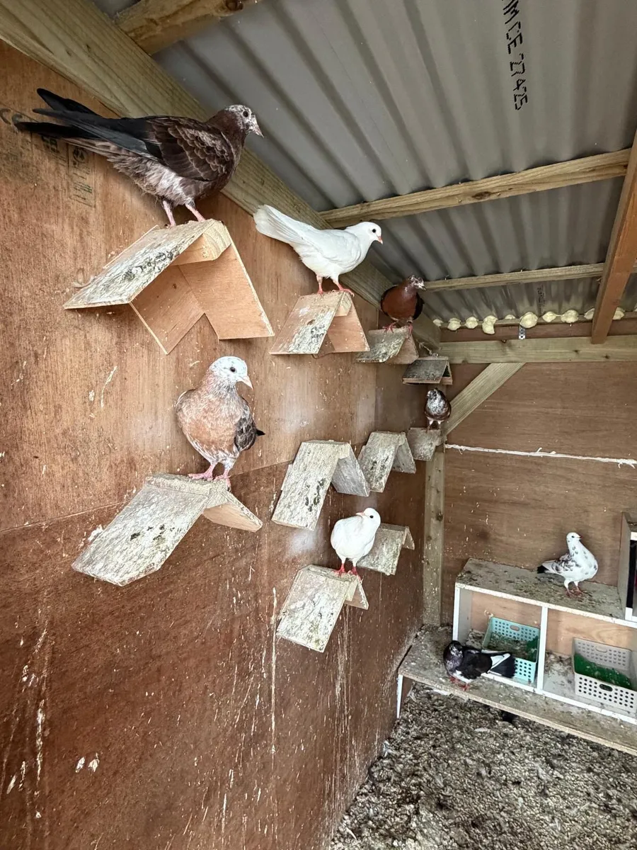 Pigeon - Image 1