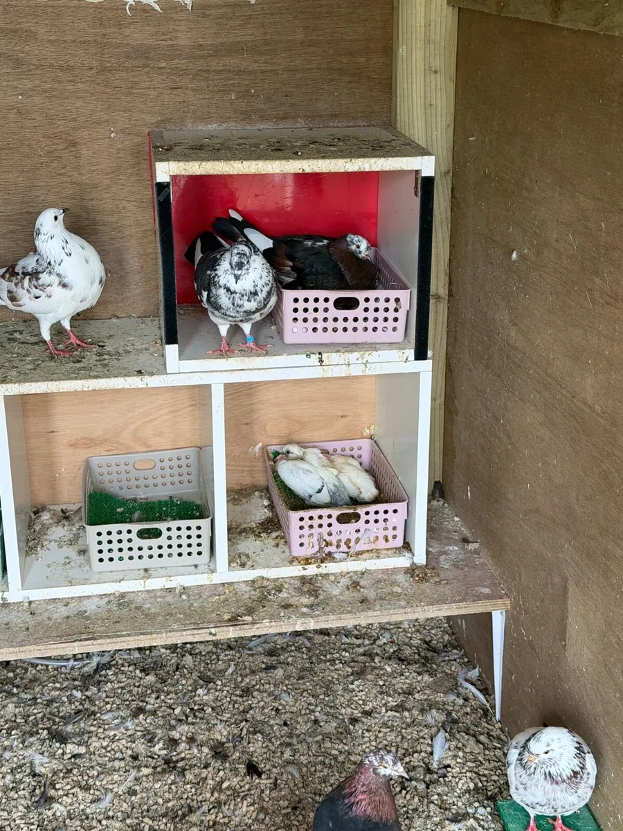 Pigeon - Image 2