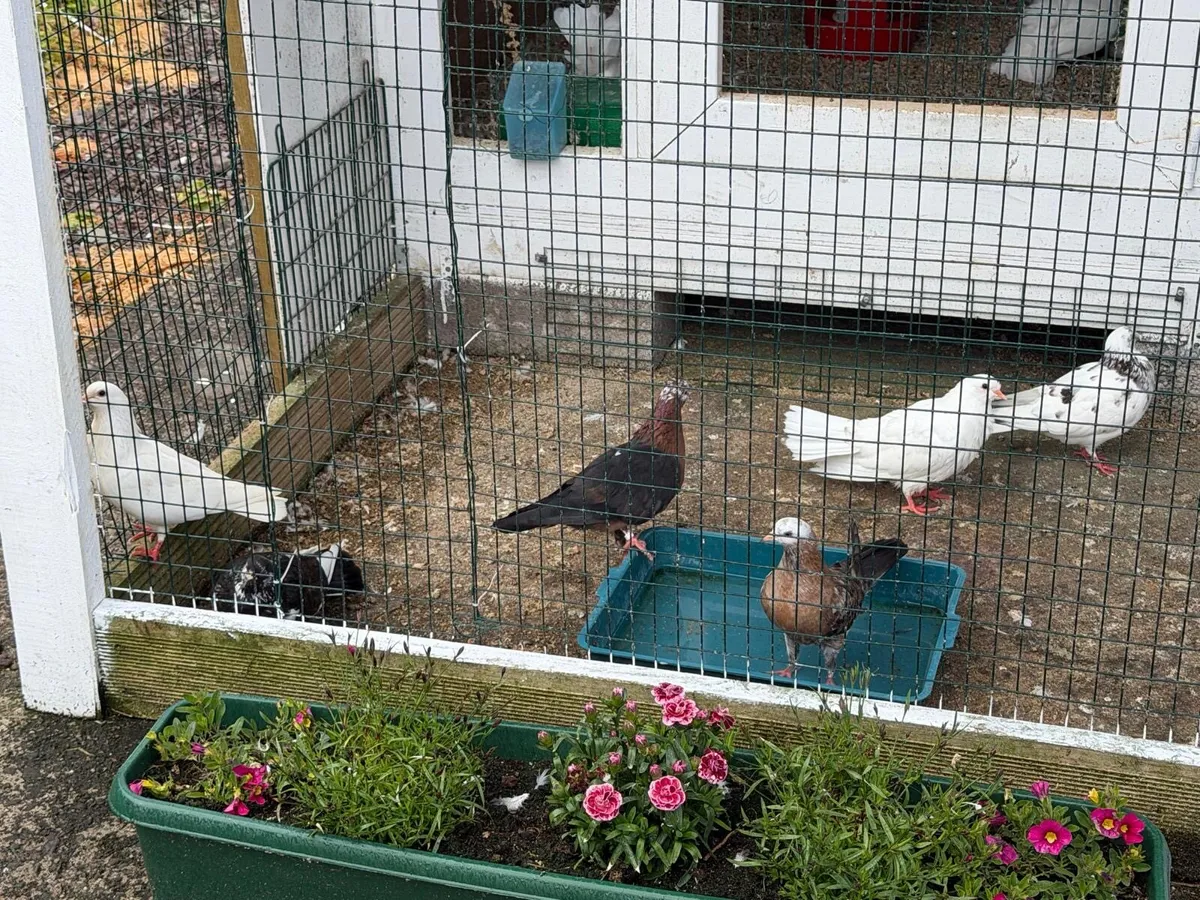 Pigeon - Image 3