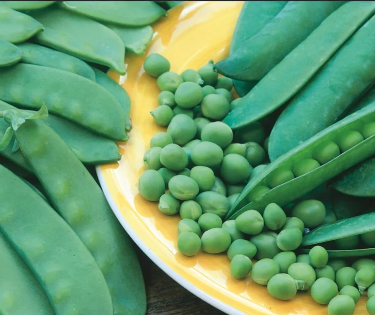 Mangetout Pea Starter Plants
€1 - €2 - Image 3