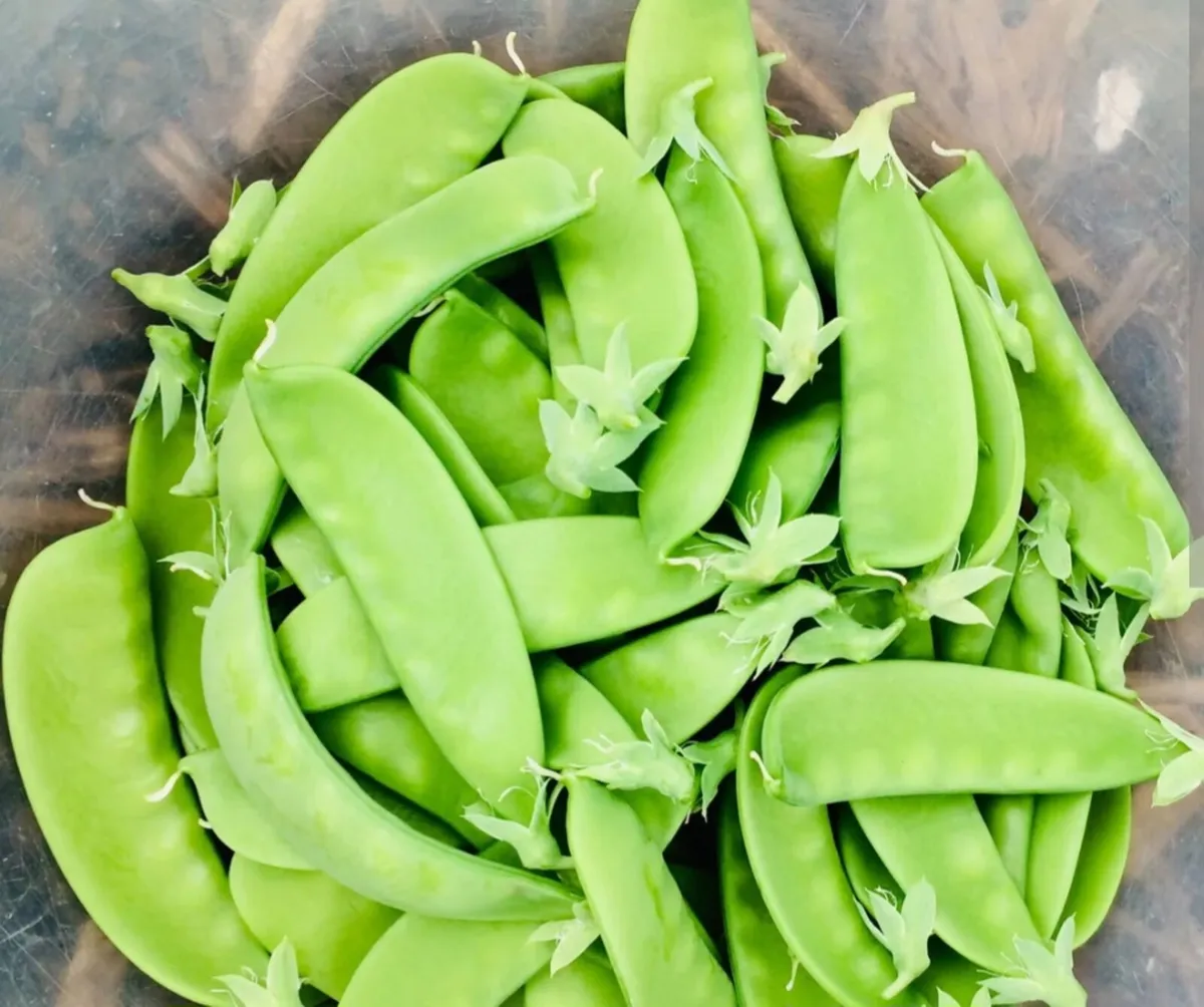 Mangetout Pea Starter Plants
€1 - €2 - Image 1