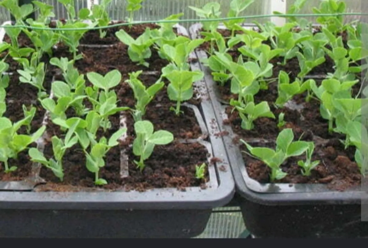 Mangetout Pea Starter Plants - Image 4