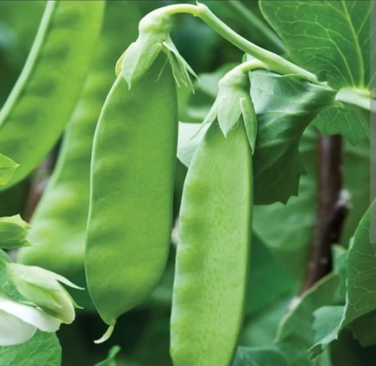 Mangetout Pea Starter Plants - Image 1