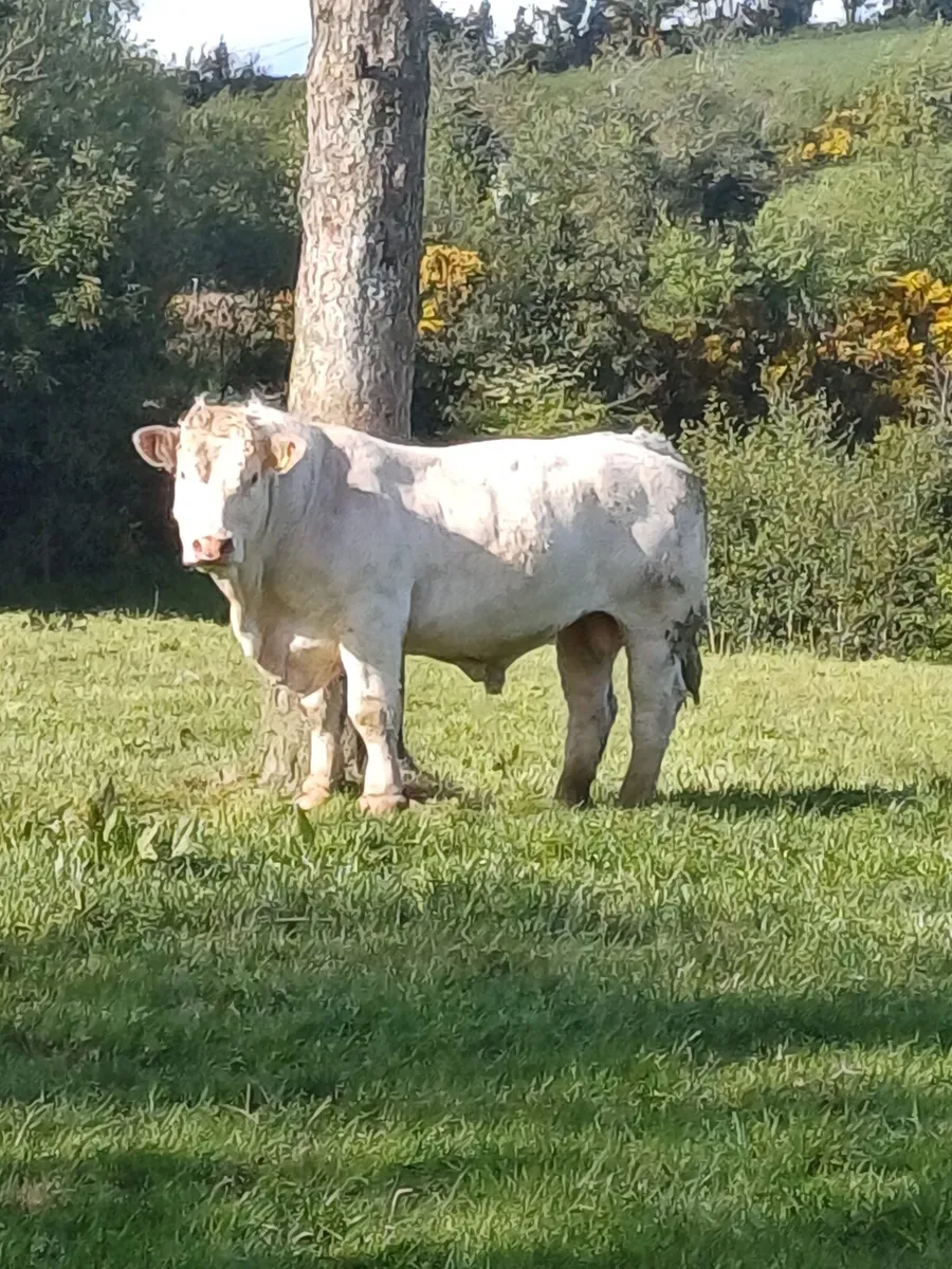 BULL FOR HIRE, - Image 2