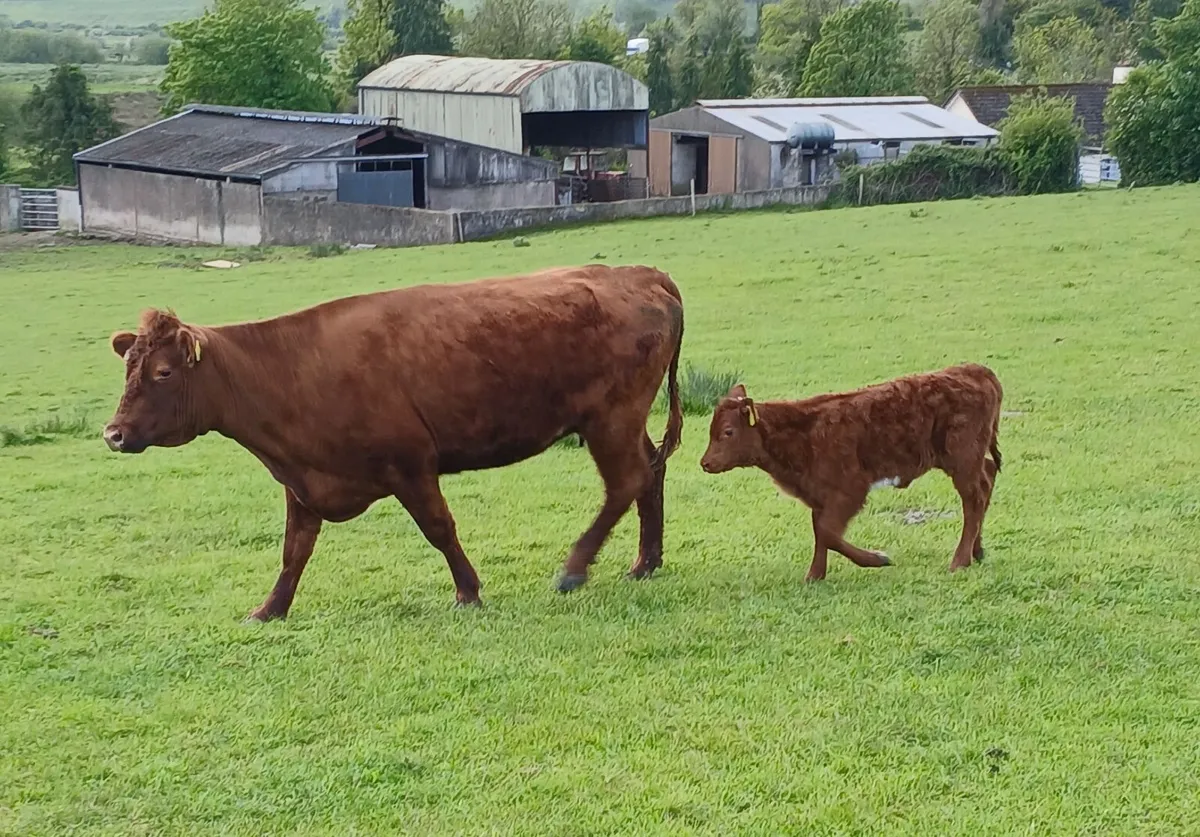 Limousin cow & Limousin heifer calf