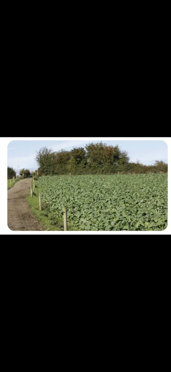 5kg bag Maris Kestrel Kale Seed - Image 1