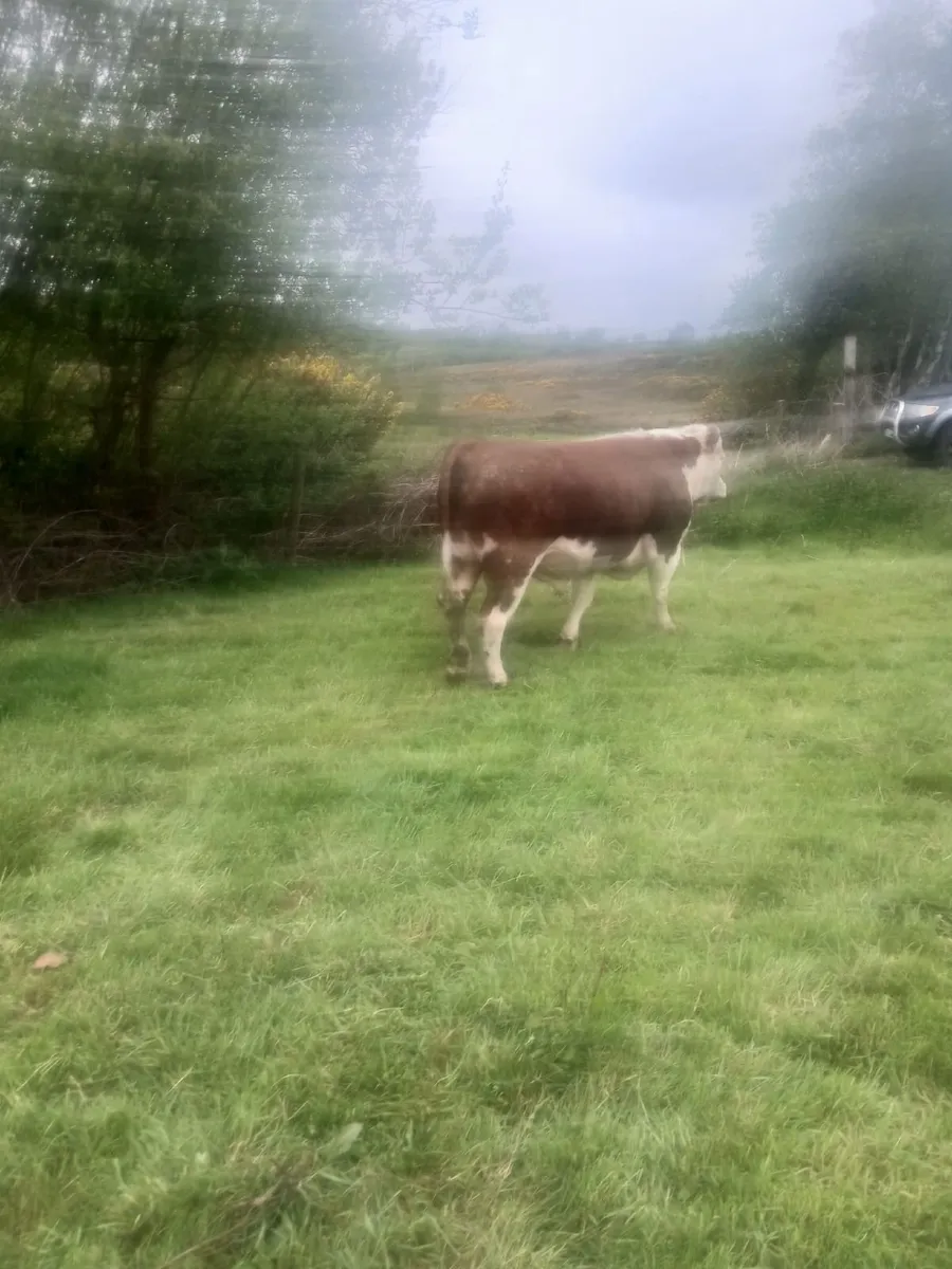 Hereford bull - Image 1