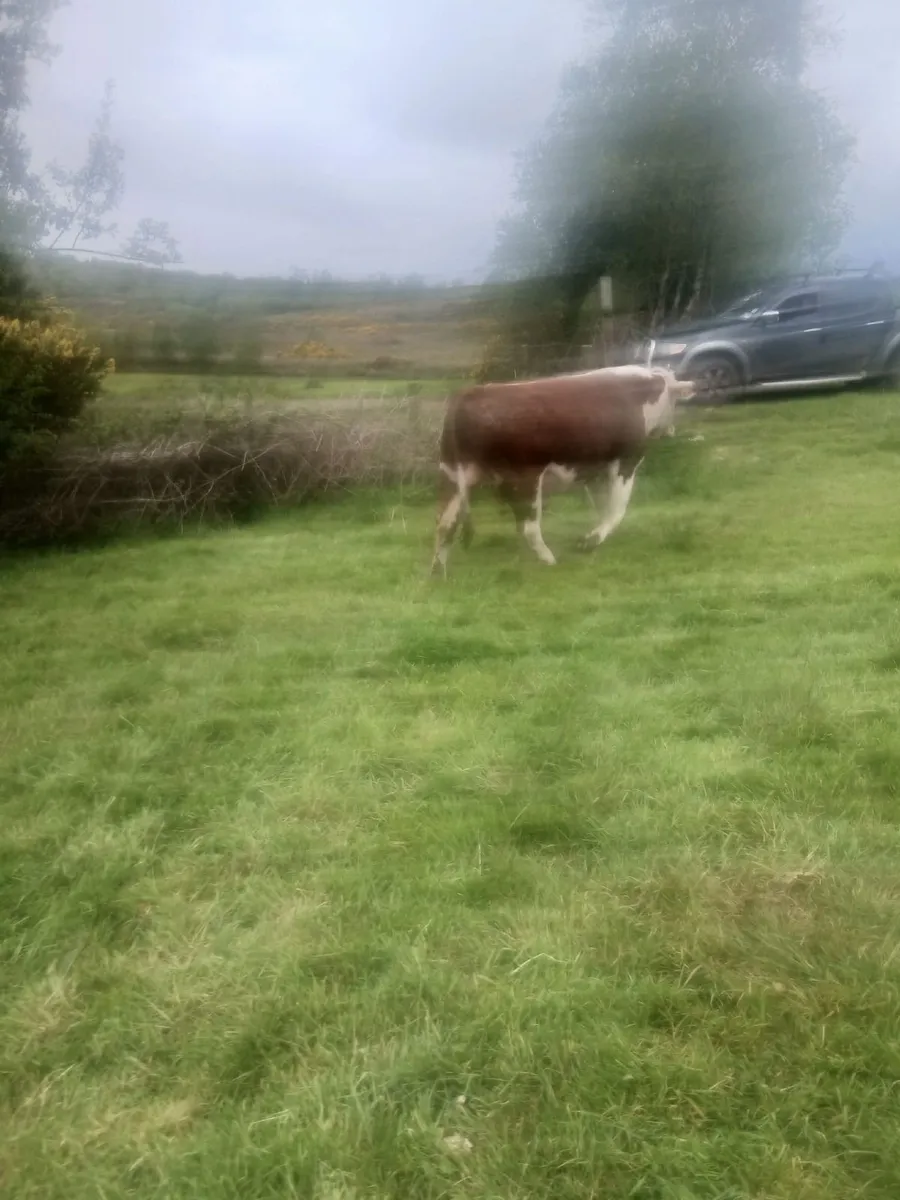 Hereford bull - Image 2