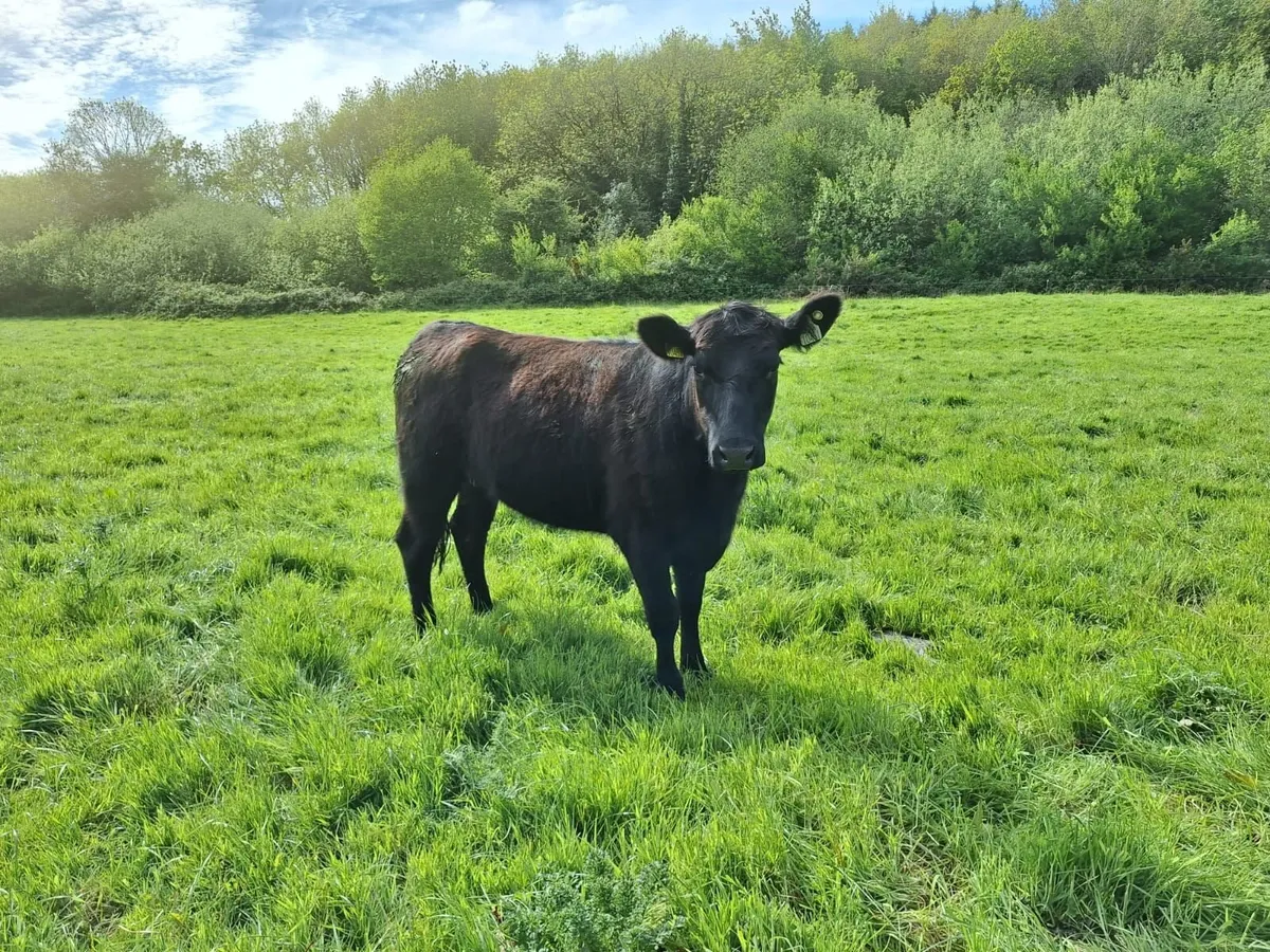 Aberdeen Angus Organic Purebred Heifers for sale - Image 2