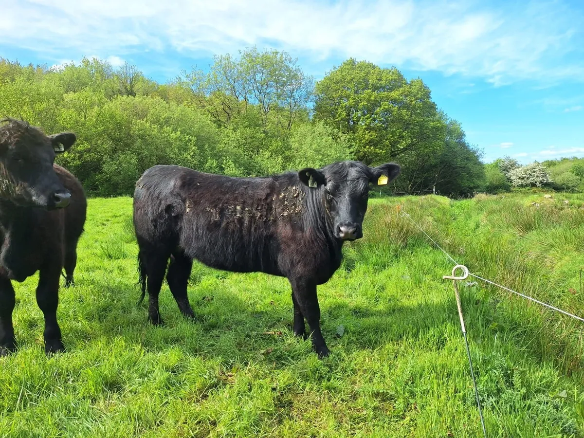 Aberdeen Angus Organic Purebred Heifers for sale - Image 1