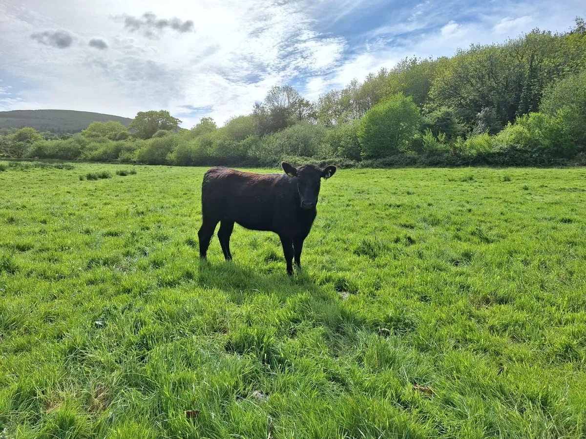 Aberdeen Angus Organic Purebred Heifers for sale - Image 3