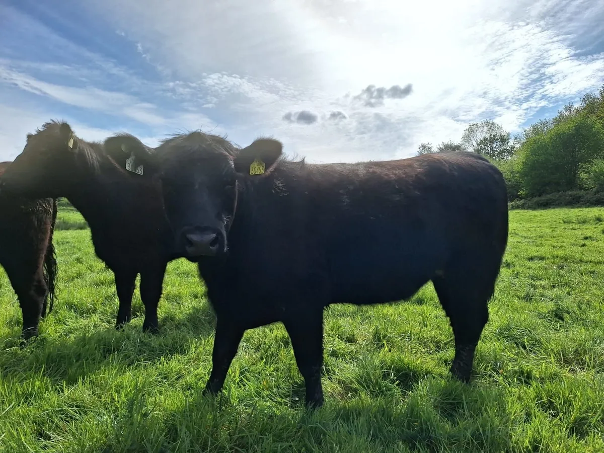 Aberdeen Angus Organic Purebred Heifers for sale - Image 4