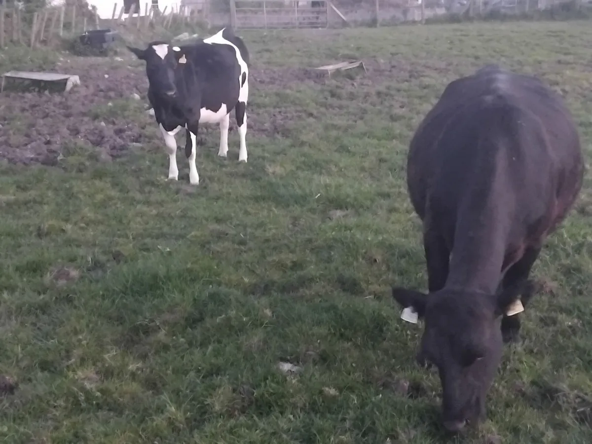 2 heifers on point of calfing. - Image 1