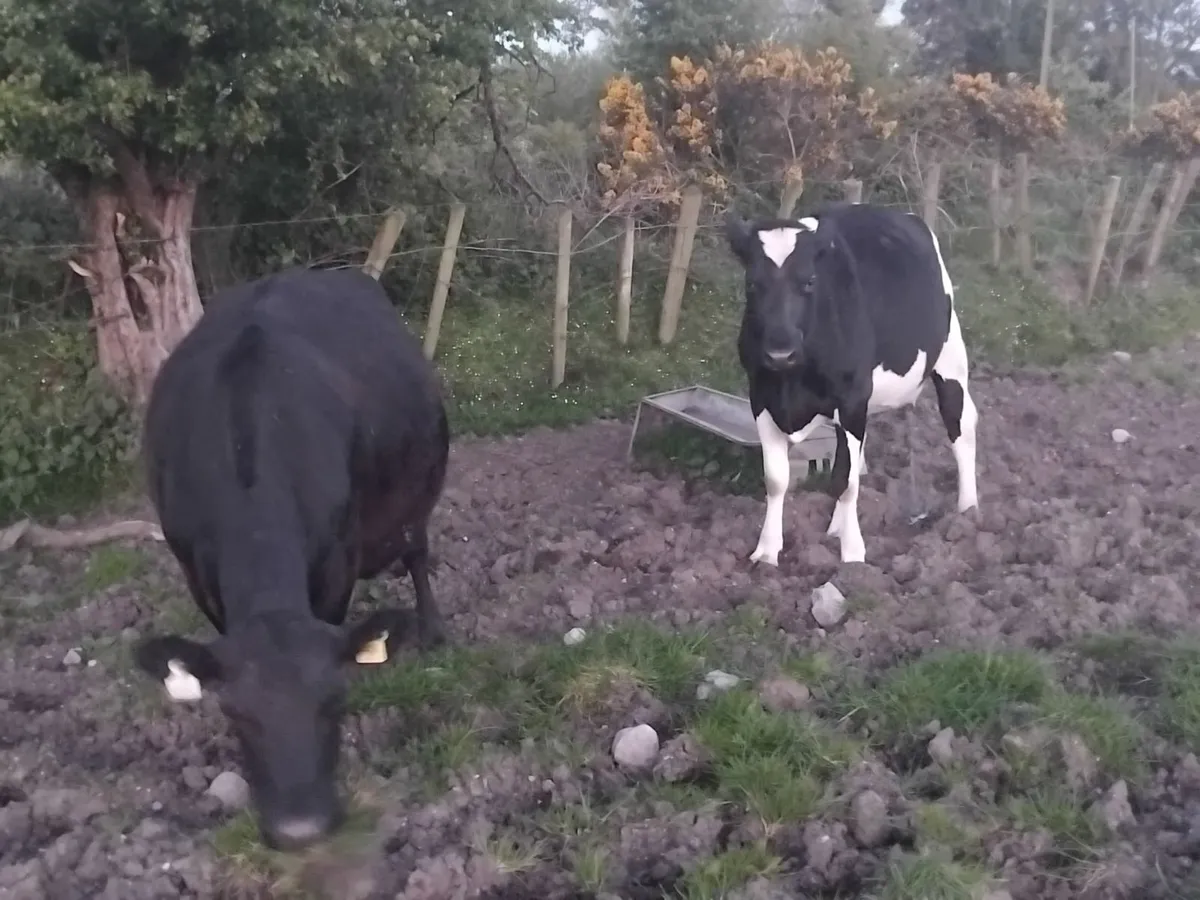 2 heifers on point of calfing. - Image 2