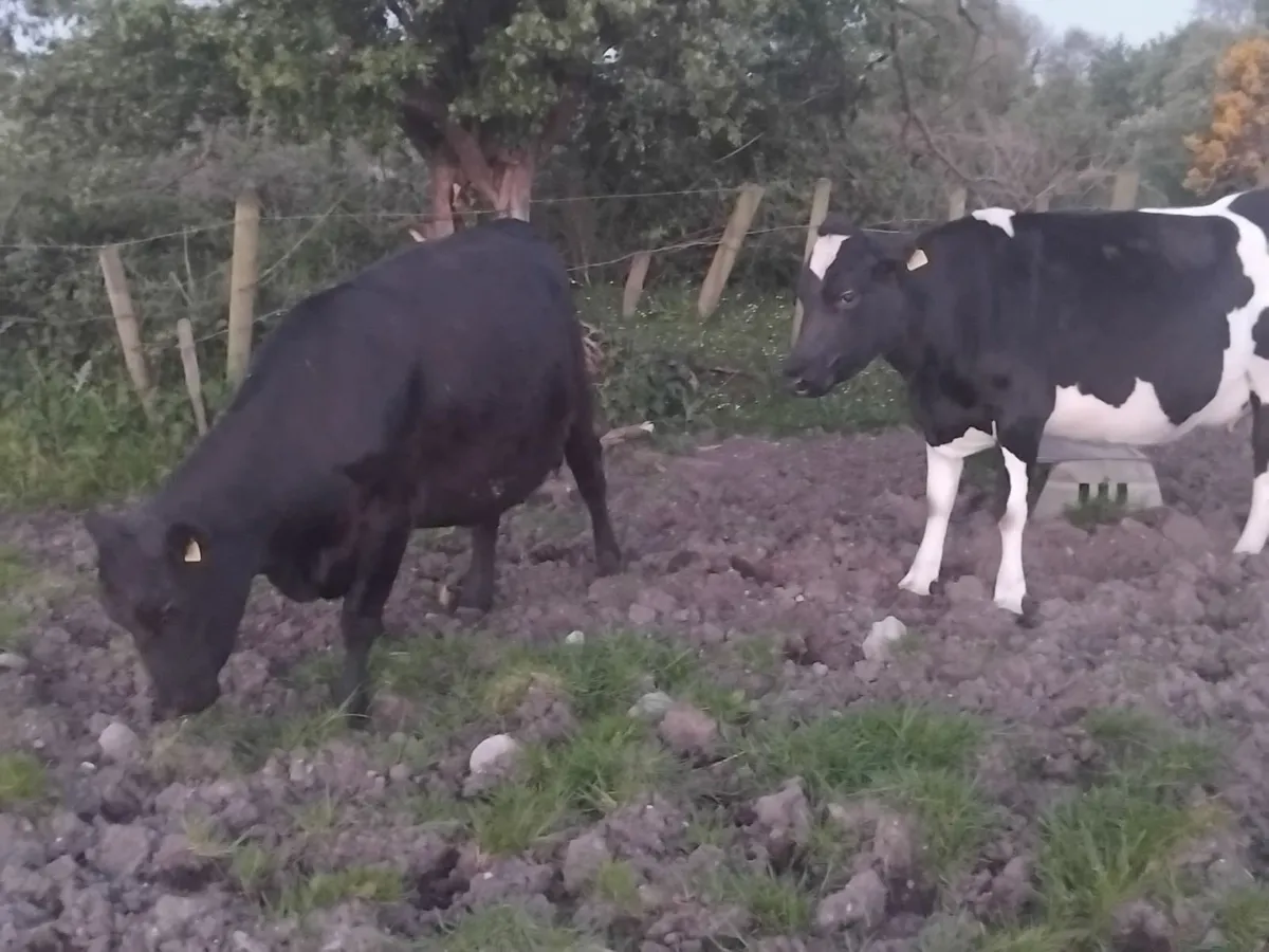 2 heifers on point of calfing. - Image 3