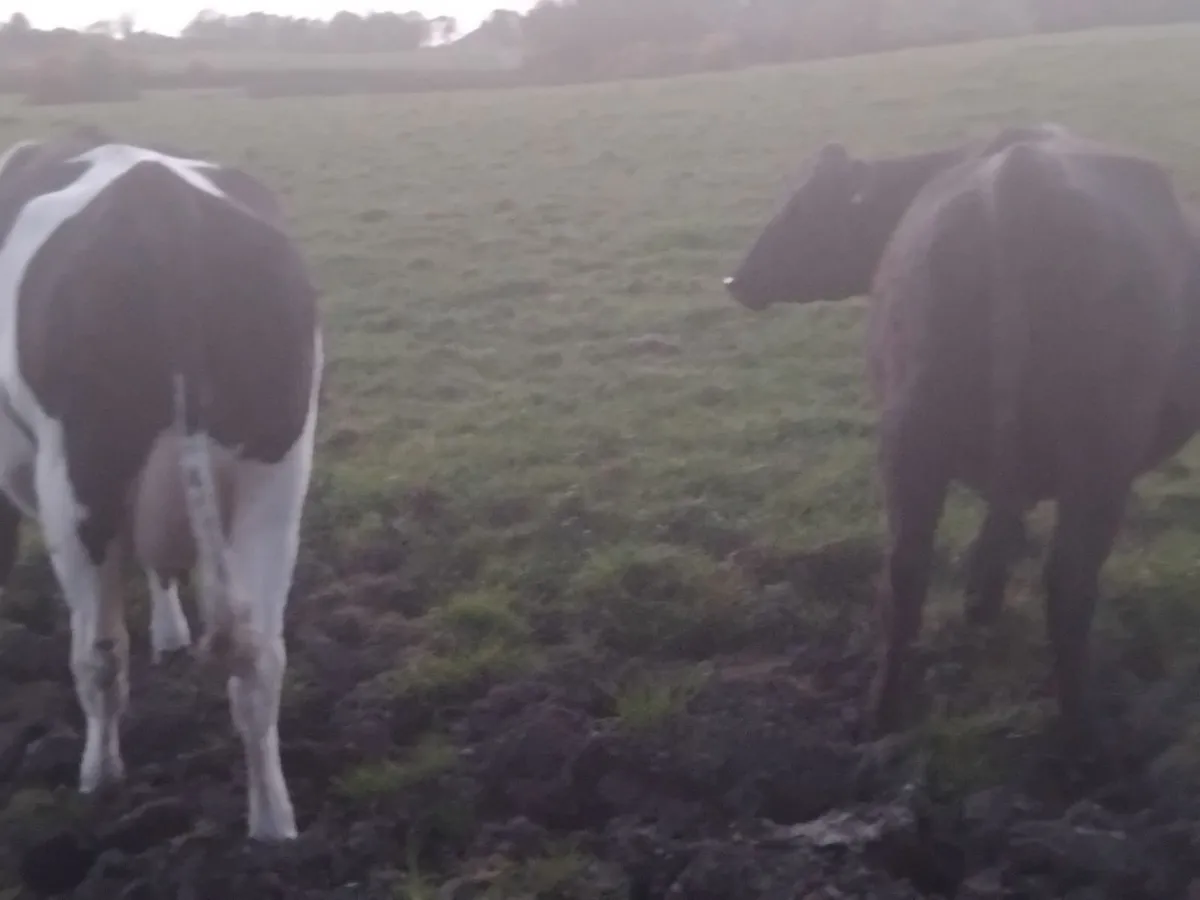 2 heifers on point of calfing. - Image 4