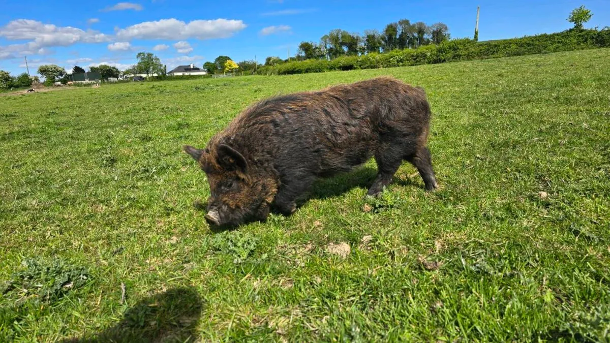 PEDIGREE Kune Kune Boar - Image 3