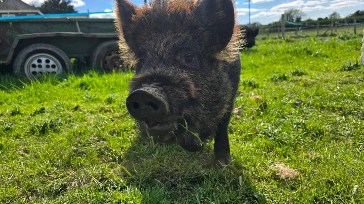 PEDIGREE Kune Kune Boar - Image 4